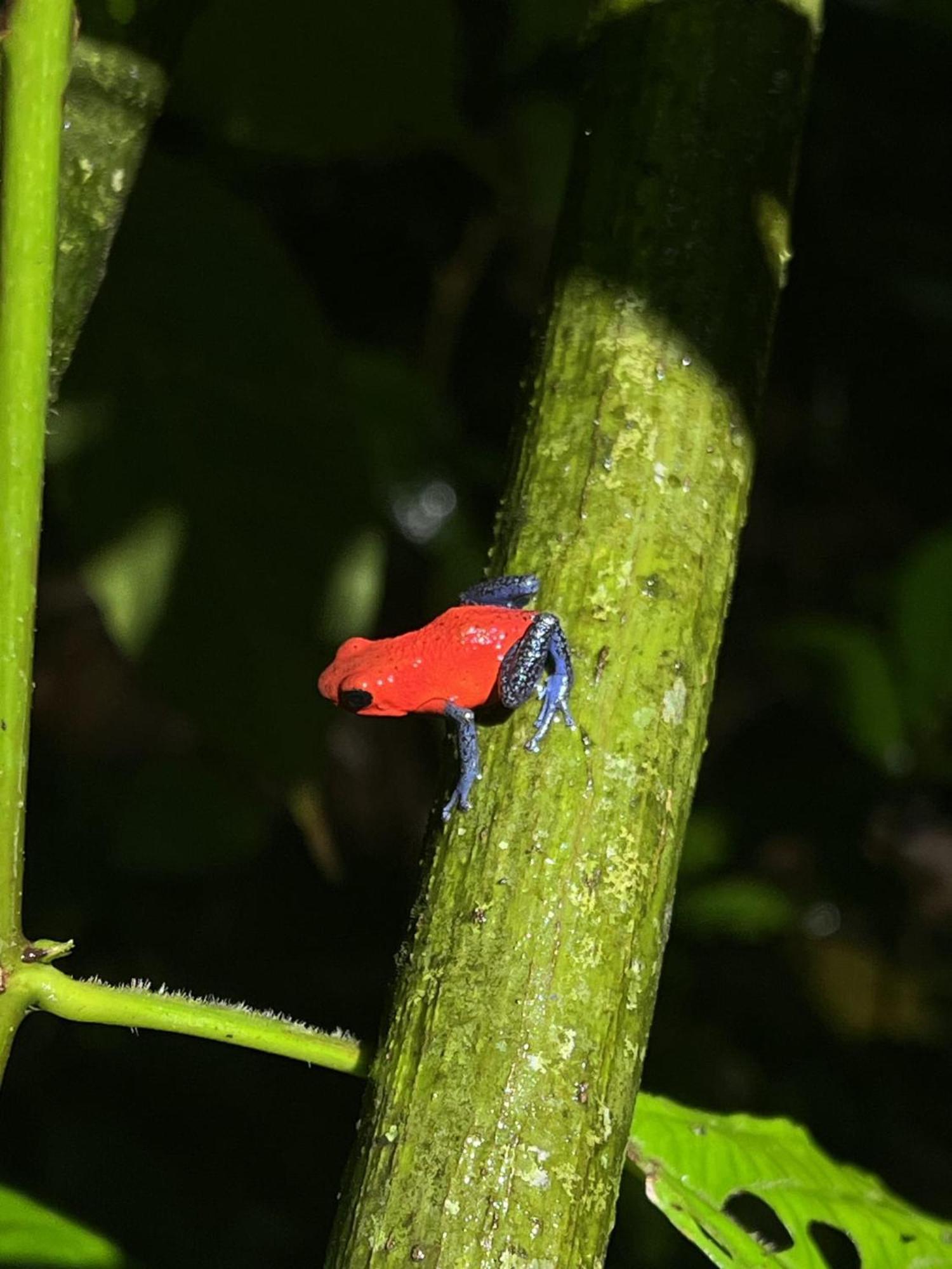Kakao Lodge & Garden Rio Celeste Bijagua Eksteriør bilde