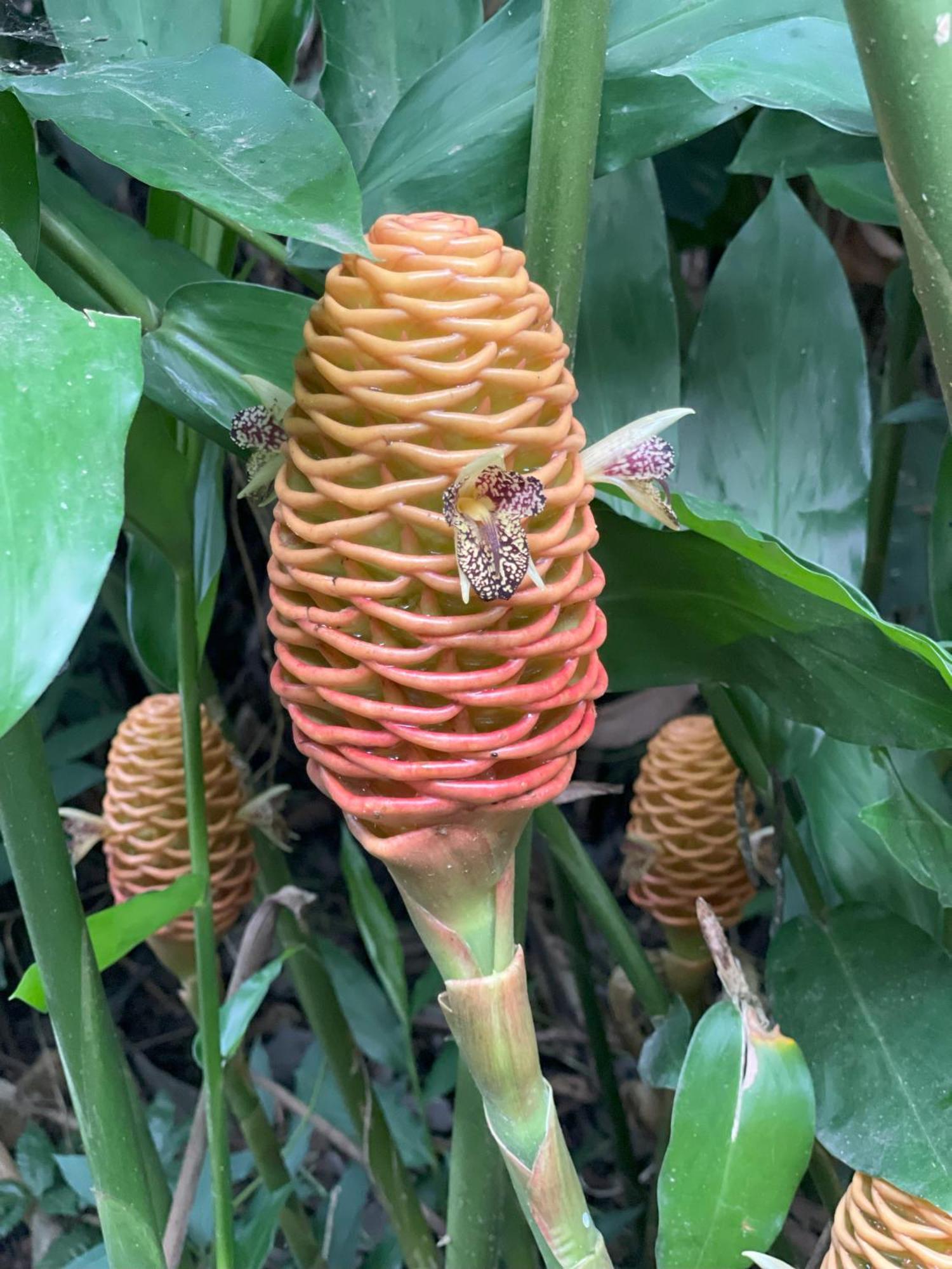 Kakao Lodge & Garden Rio Celeste Bijagua Eksteriør bilde